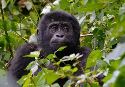 Gorilla Wildlife Safari