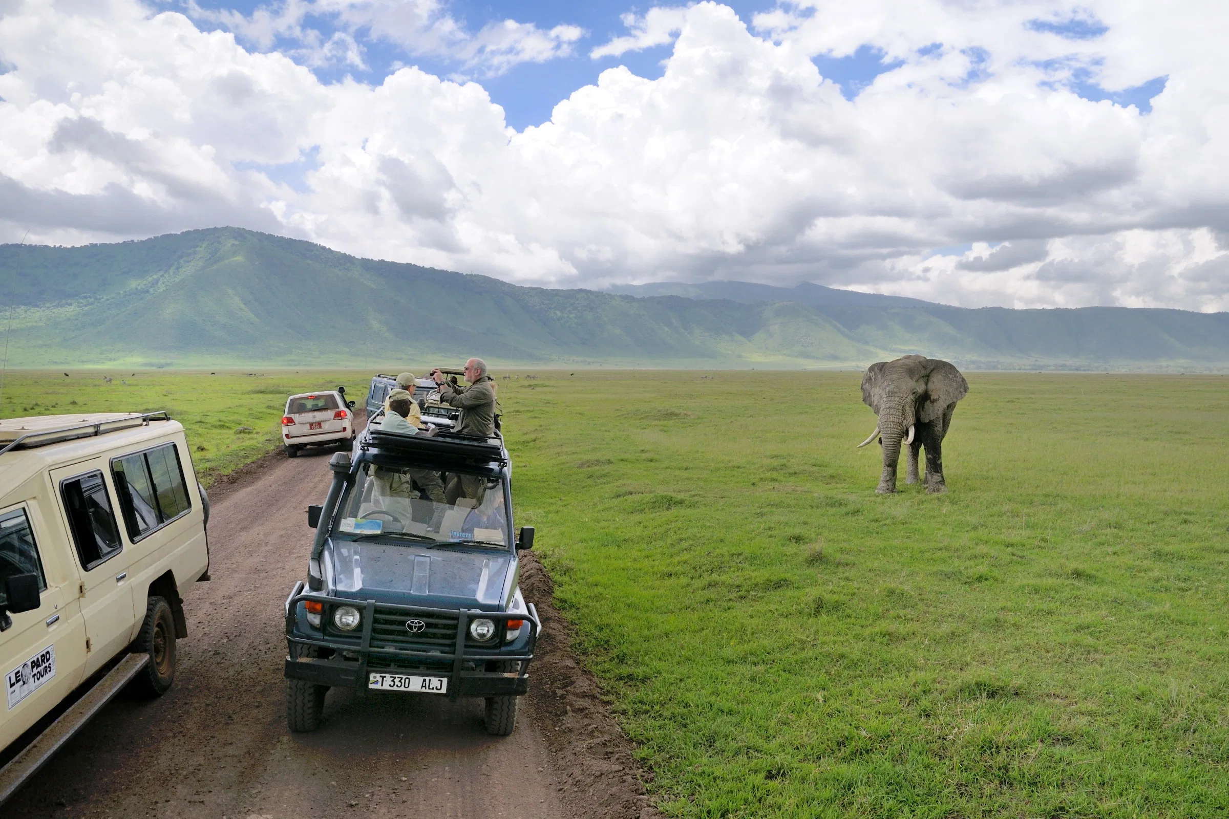 Elephants during wildlife viewing