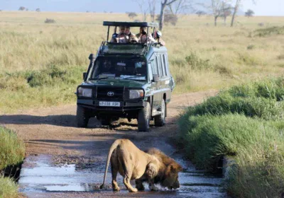 Wildlife Safari Murchison