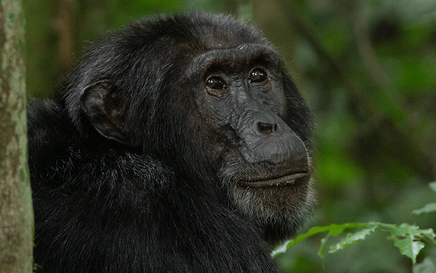 5 Days Uganda Primate Safari