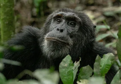 Chimpanzee Tracking Kibale