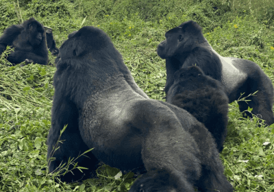 Gorilla Trekking Uganda