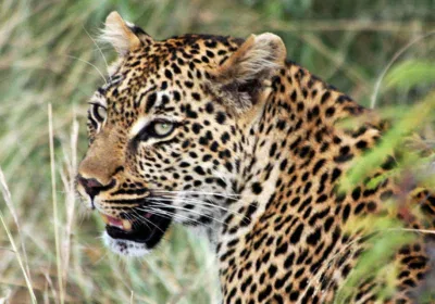 Best of Uganda Safari