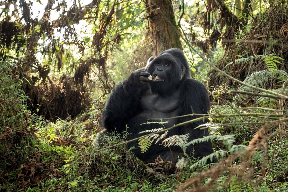 Portrait of a wild mountain gorilla in Bwindi Impenetrable National Park, Uganda