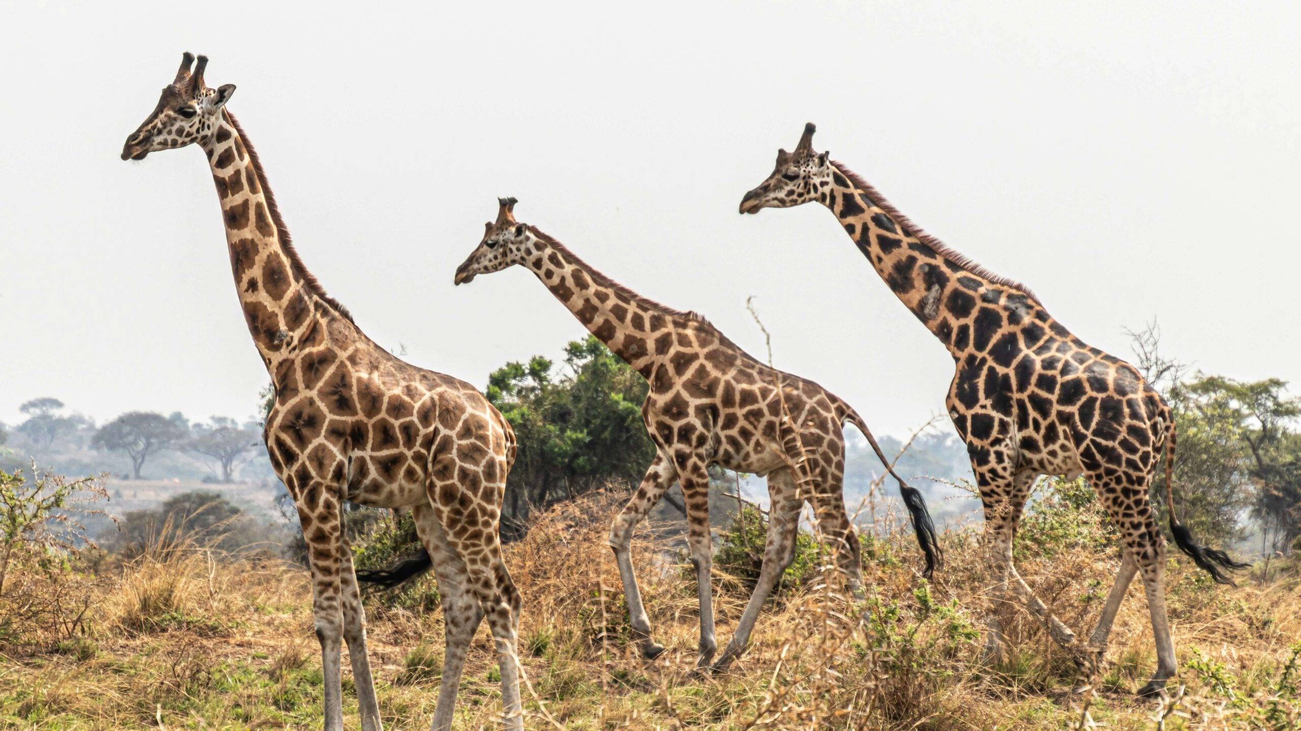 A group of Rothschild’s giraffes standing on the savannah in Murchison Falls National Park, Uganda.