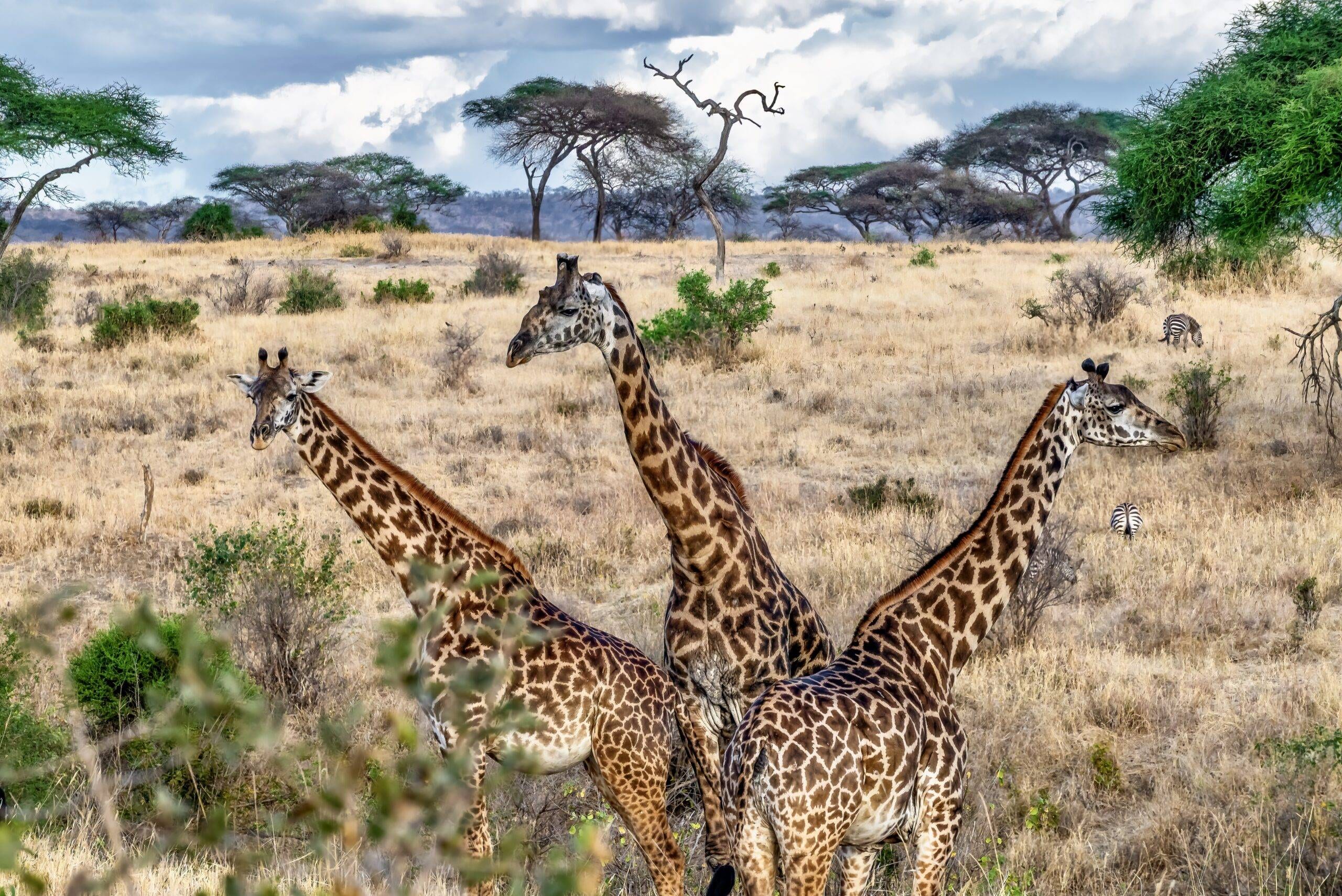 Three giraffes photographed during a wildlife photography safari in Africa, standing in open savanna with trees and blue sky