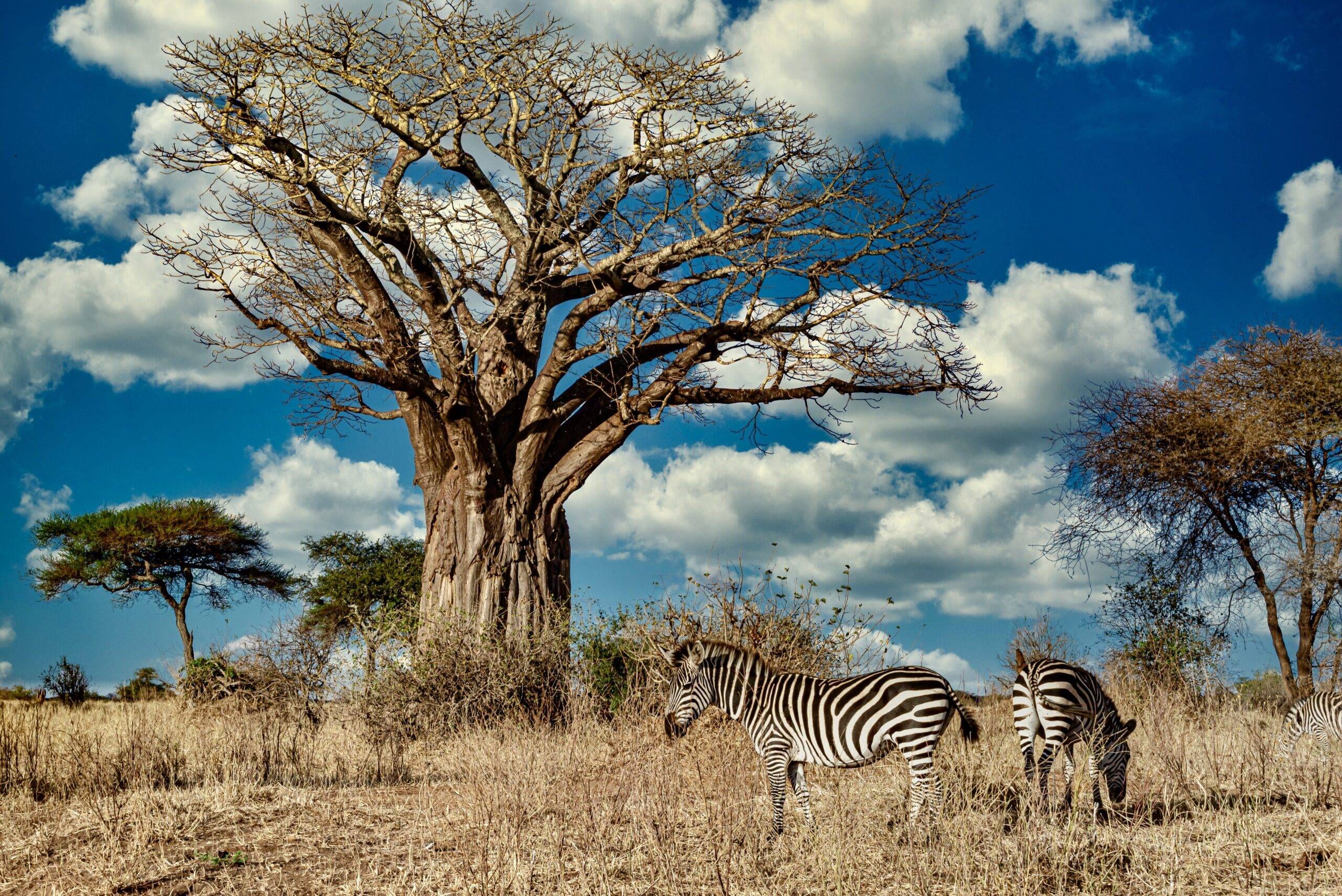 Create Your Perfect Uganda Safari