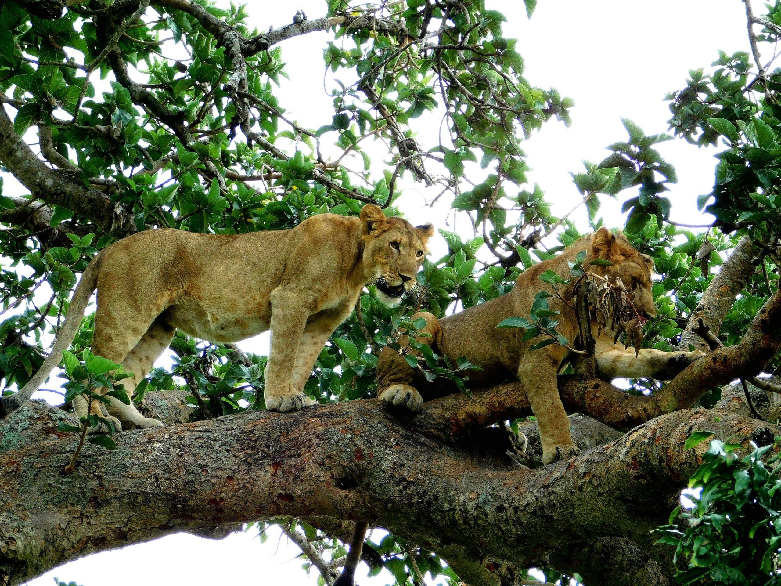 Tree climbing lions resting in fig trees in Ishasha sector, Uganda