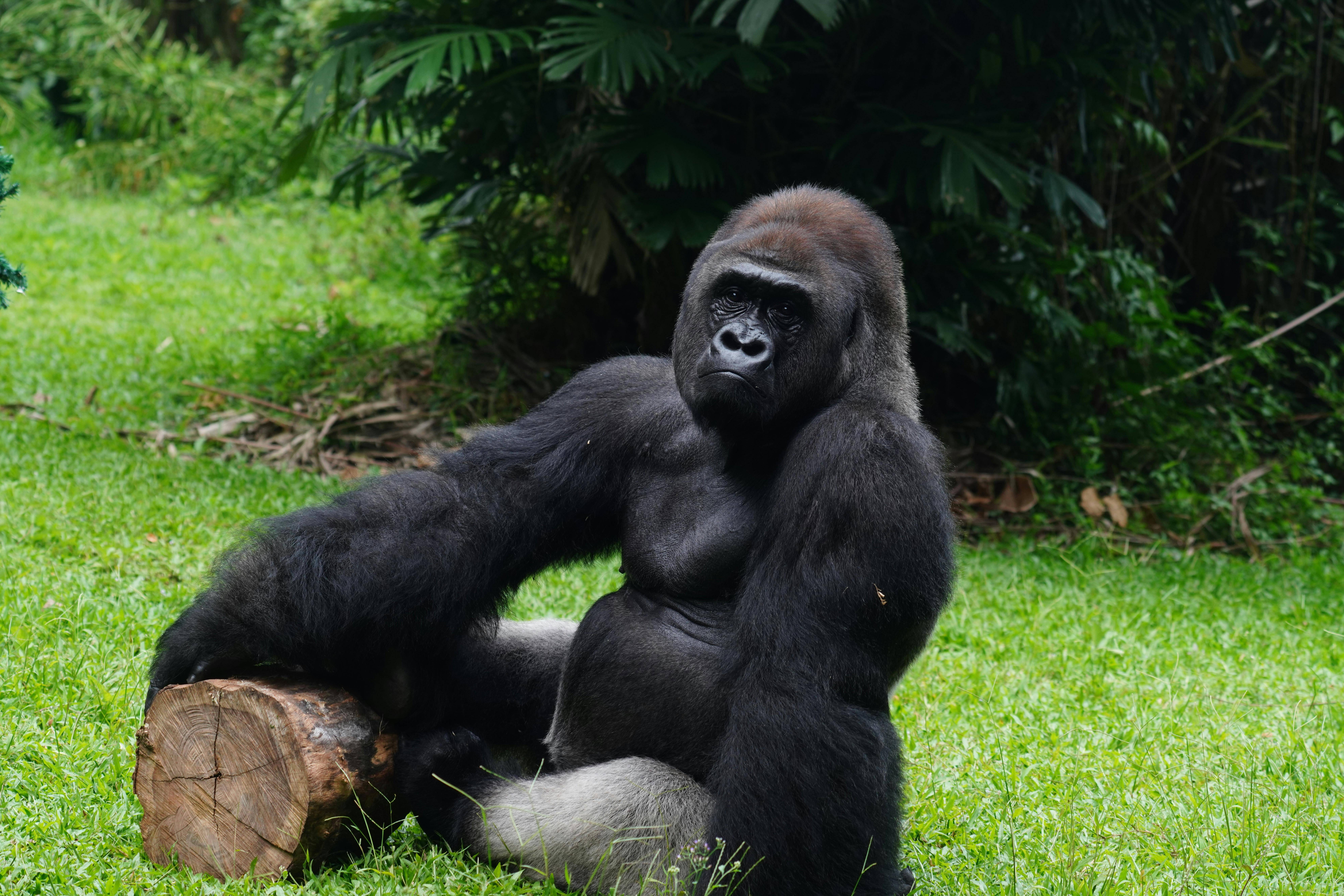 Mountain gorilla resting on a log in Uganda rainforest during gorilla trekking experience