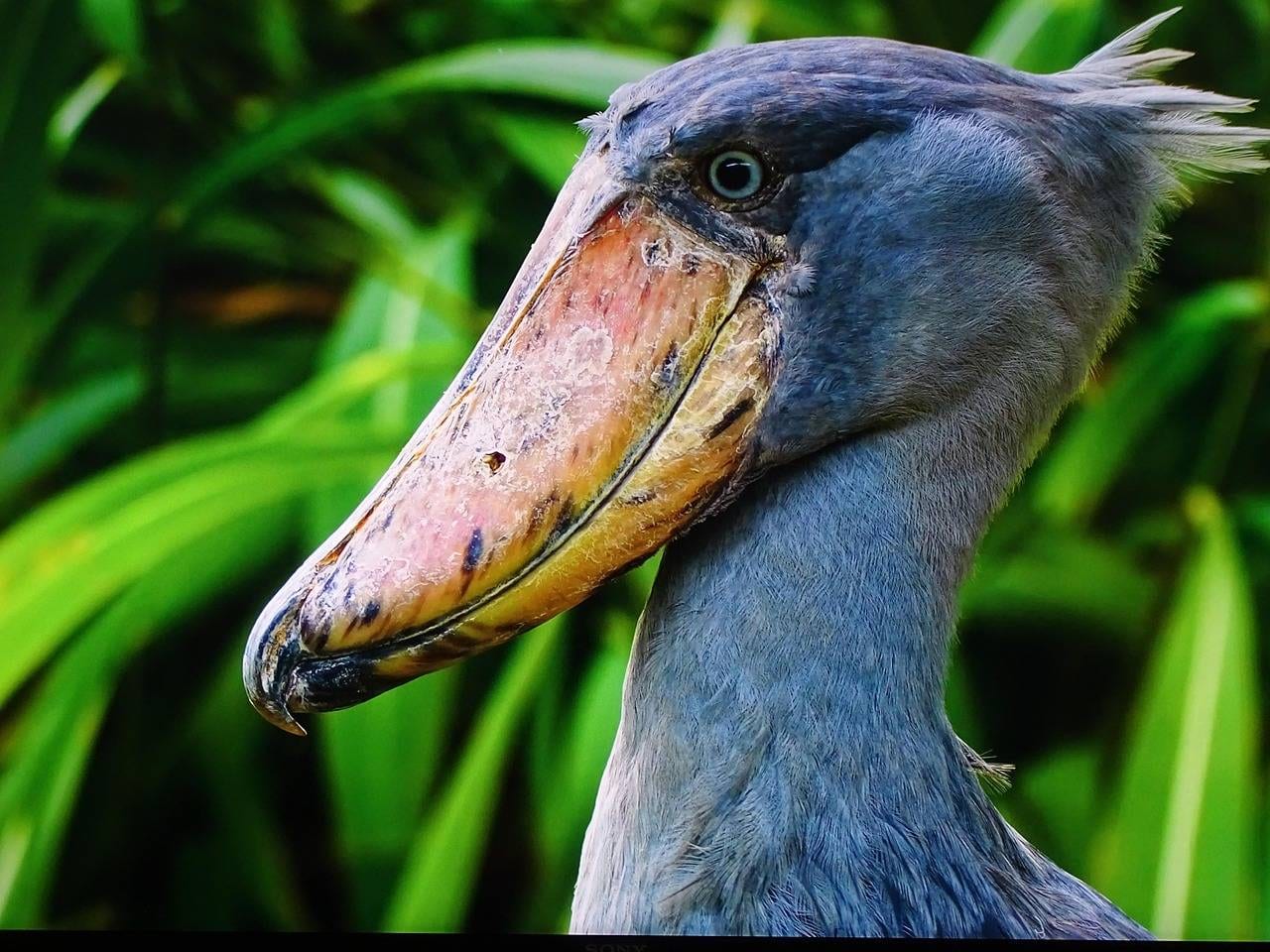 Bird Watching Safari