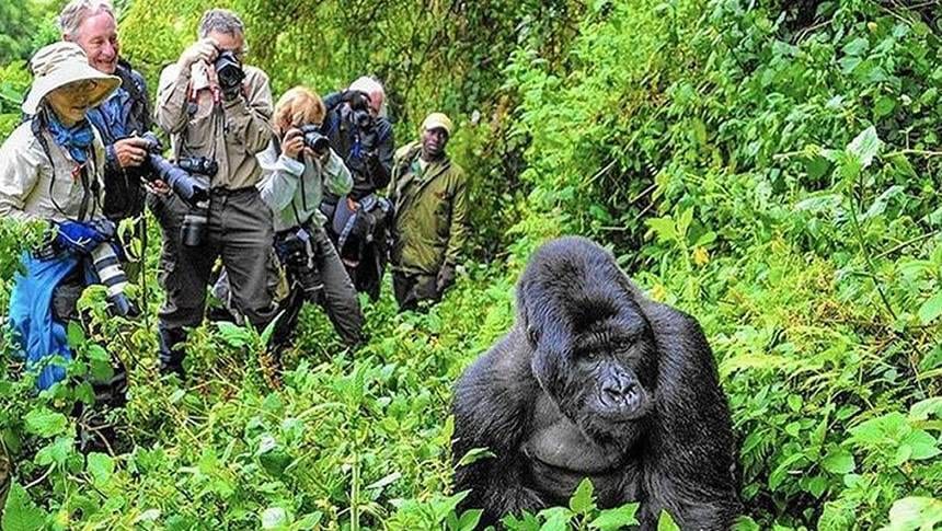 Mountain gorilla during trekking encounter with tourists in Uganda rainforest
