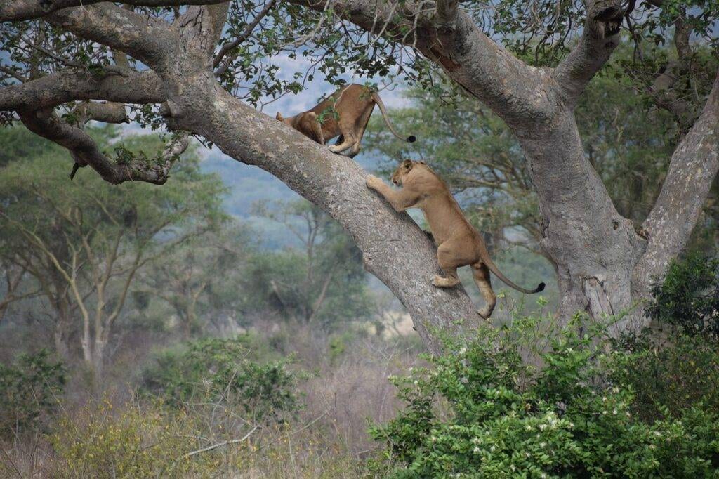 tree climbing lions Uganda Ishasha sector Queen Elizabeth National Park 