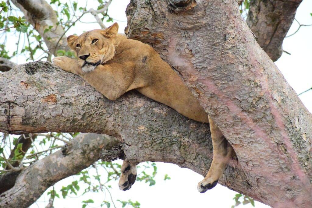 tree climbing lion resting in fig tree Ishasha Uganda safari