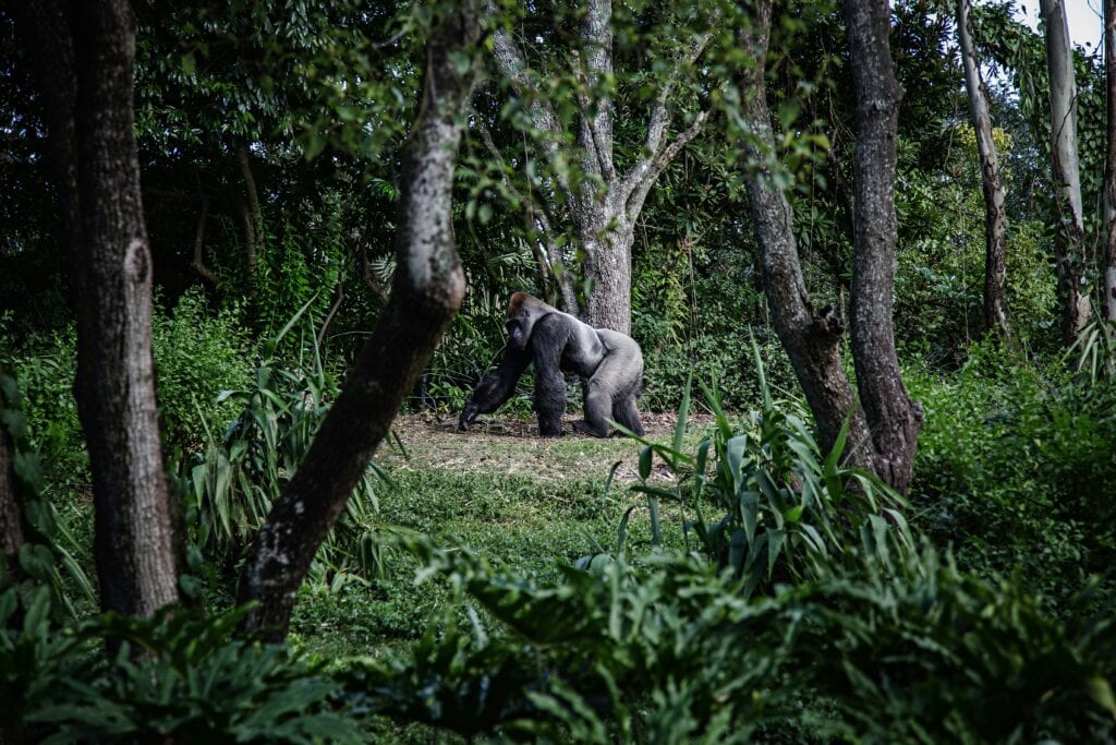 Adult silverback gorilla standing in rainforest jungle in Bwindi Impenetrable National Park, Uganda 
