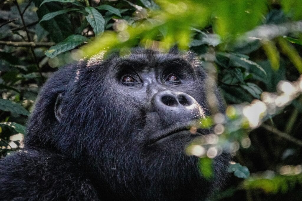 Silverback gorilla in rainforest Uganda 