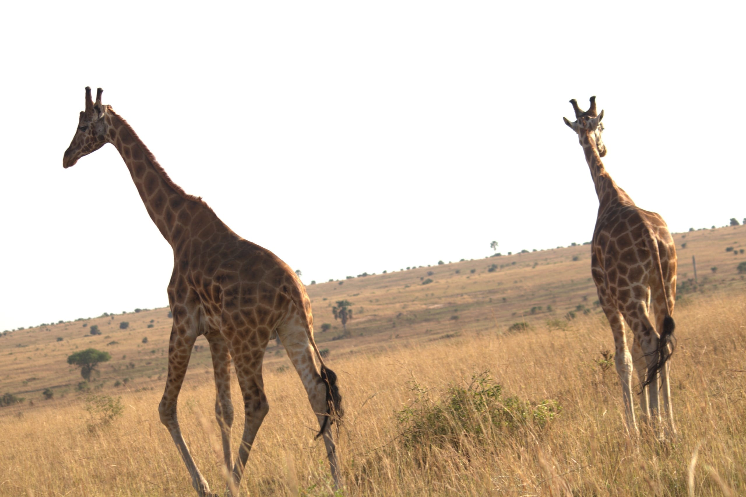 Girraffes in Queen Elizabeth NP in Uganda