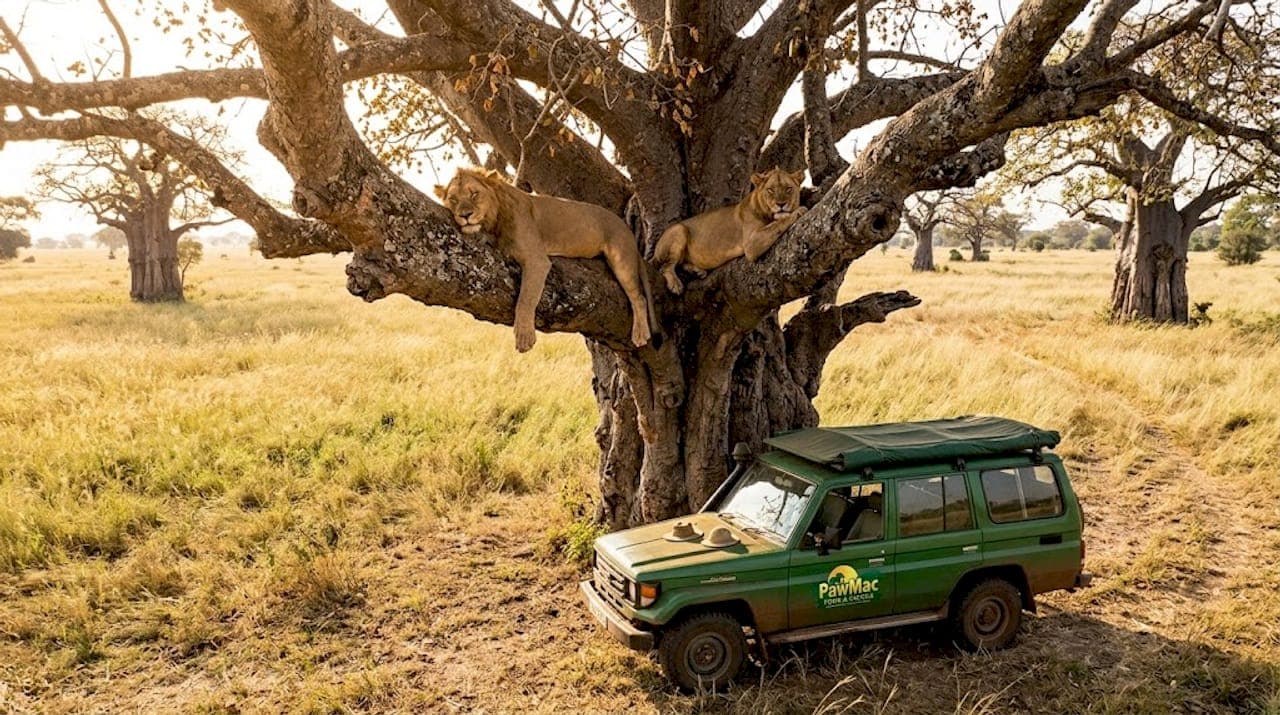Lions lounging on fig tree Ishasha savannah