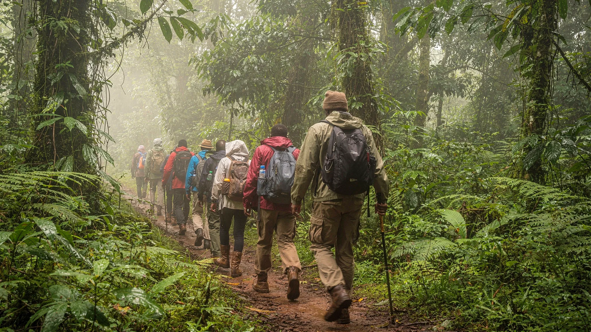 A guided Uganda gorilla trekking group walking through a misty rainforest trail with dense green vegetation, wearing neutral outdoor clothing and carrying small daypacks.