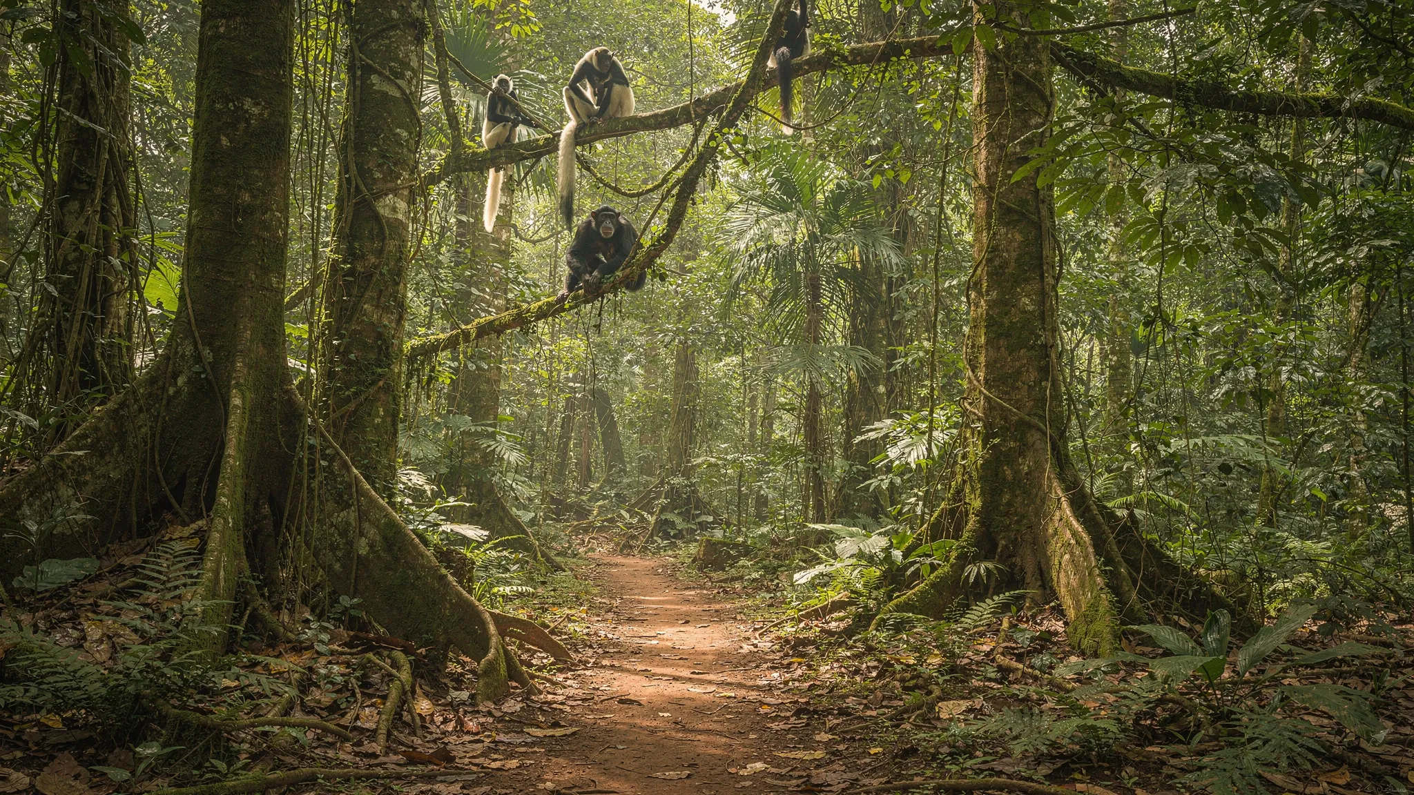 A lush rainforest trail in Kibale Forest Uganda with tall trees, tangled vines, buttress roots, and a chimpanzee visible in the mid-canopy while colobus monkeys move through branches above.