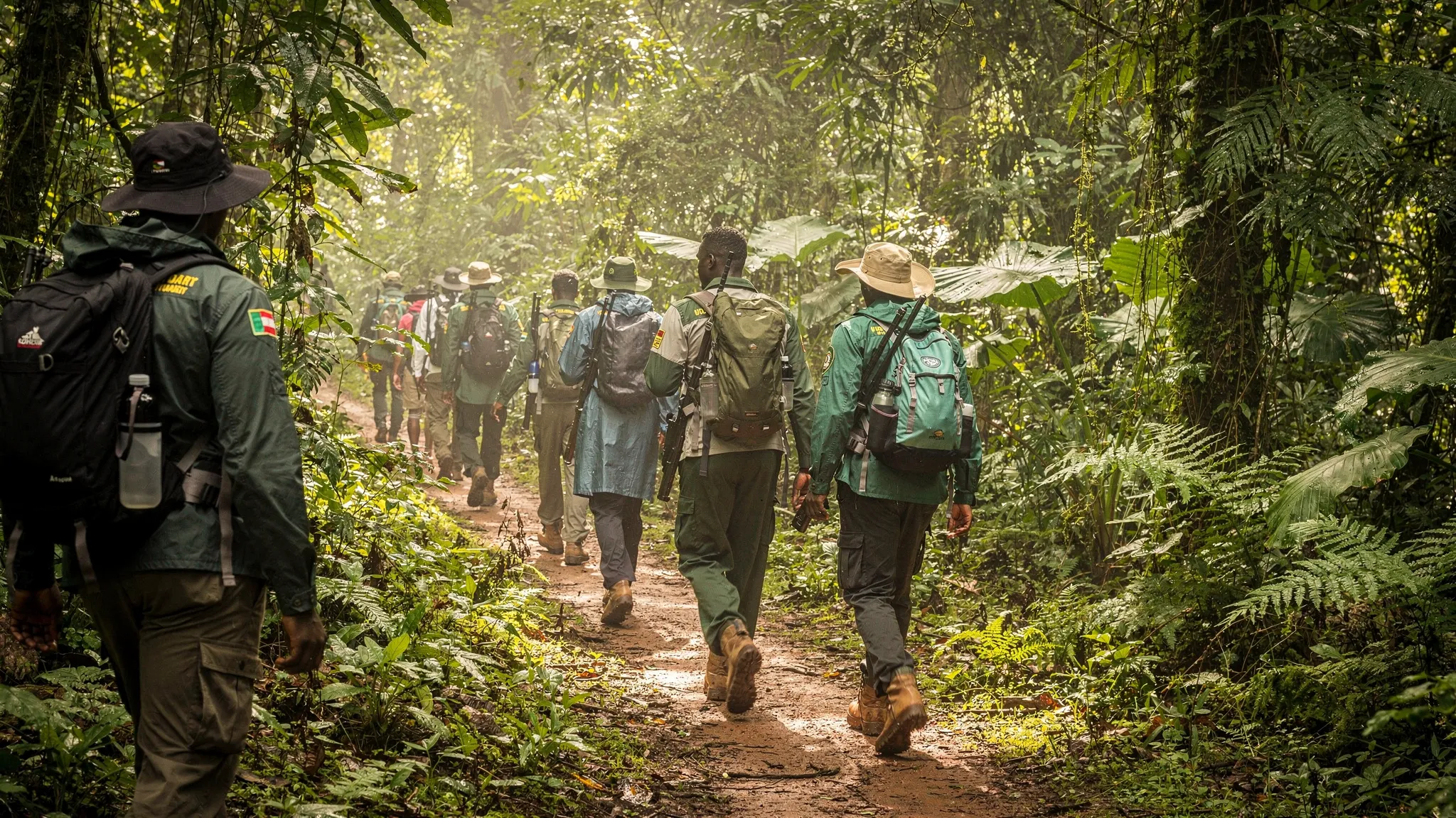Over-the-shoulder medium shot of a small group following Uganda Wildlife Authority rangers along a narrow rainforest trail during gorilla trekking, travelers in neutral clothing with hiking boots and daypacks moving under a dense green canopy as the rangers lead the way.