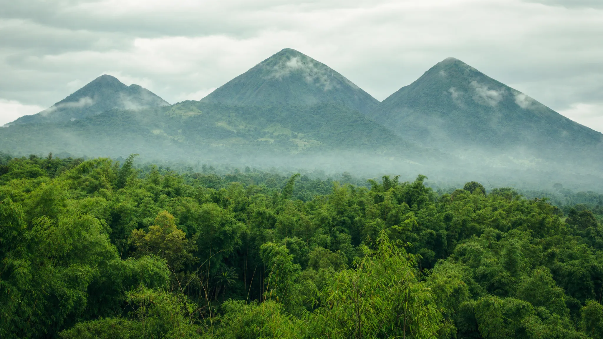 A misty wide view of Mgahinga Gorilla National Park in Uganda, with bamboo forest below and the volcanic slopes of Mount Gahinga, Mount Sabyinyo, and Mount Muhavura rising behind it.