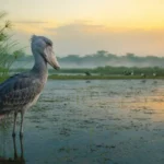Safari Africa Animals You Can See in Uganda - Main Image