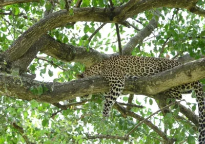 Uganda Safari Encounters