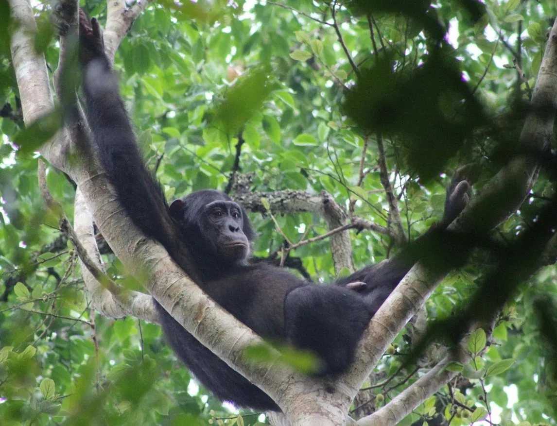 Chimpanzee Trekking Uganda