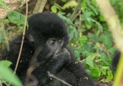 Primate Safari - Mgahinga