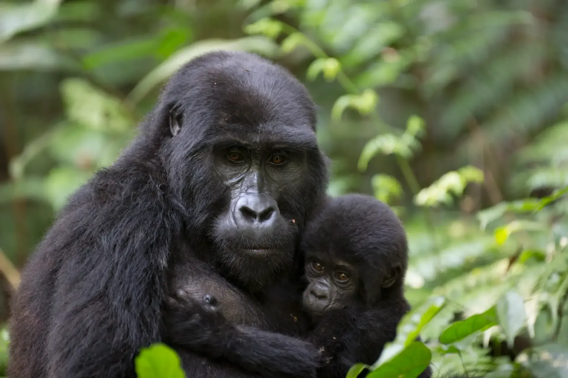 Close-up portrait of a Mountain Gorilla in Bwindi