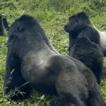 Gorilla trekking in Bwindi Impenetrable Forest Uganda with PawMac Tour and Safaris.