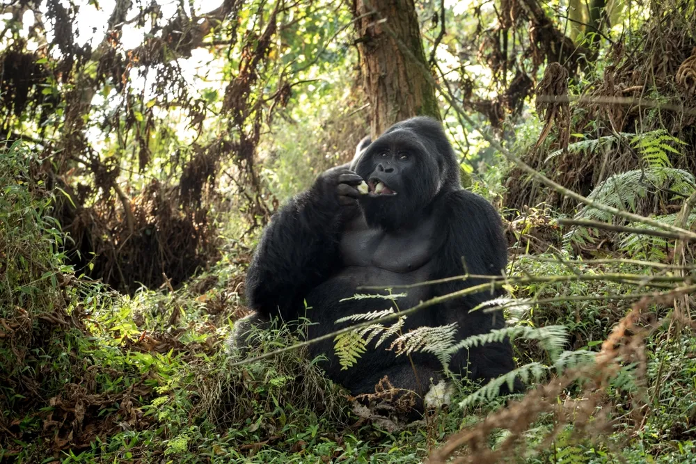 Portrait of a wild mountain gorilla in Bwindi Impenetrable National Park, Uganda