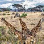 Three giraffes photographed during a wildlife photography safari in Africa, standing in open savanna with trees and blue sky