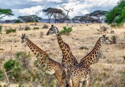 Three giraffes photographed during a wildlife photography safari in Africa, standing in open savanna with trees and blue sky