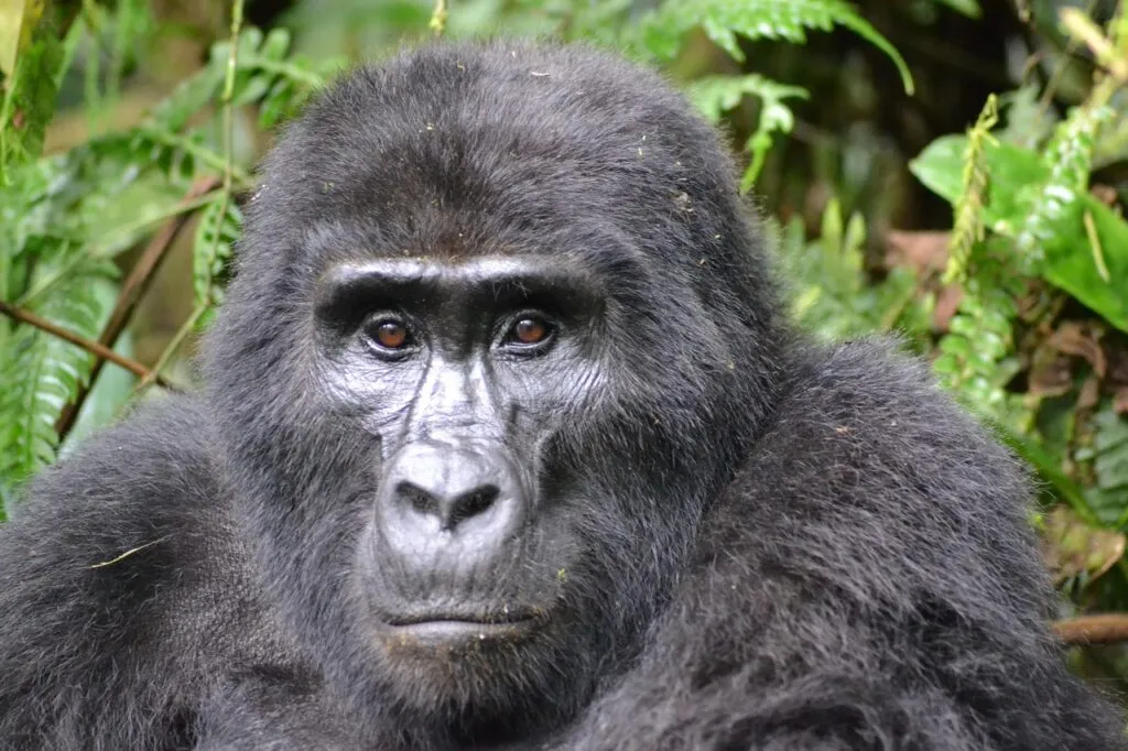 Mountain gorilla in Bwindi Impenetrable Forest, Uganda