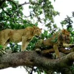 Tree climbing lions resting in fig trees in Ishasha sector, Uganda