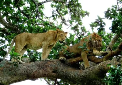 Tree climbing lions resting in fig trees in Ishasha sector, Uganda