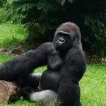 Mountain gorilla resting on a log in Uganda rainforest during gorilla trekking experience
