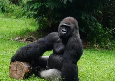 Mountain gorilla resting on a log in Uganda rainforest during gorilla trekking experience