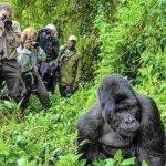 Mountain gorilla during trekking encounter with tourists in Uganda rainforest
