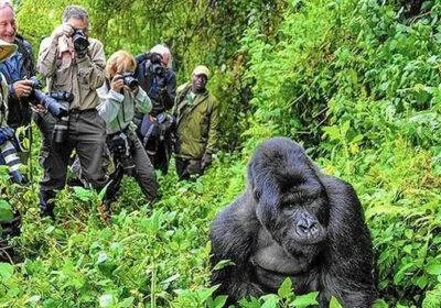 Mountain gorilla during trekking encounter with tourists in Uganda rainforest