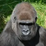 Silverback mountain gorilla in Bwindi Impenetrable National Park, Uganda during gorilla trekking experience