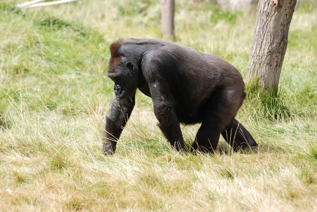 Mountain gorilla in Bwindi, Uganda