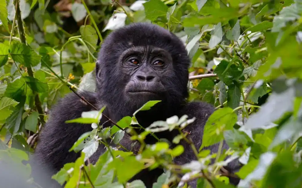 Gorilla trekking in Bwindi Uganda