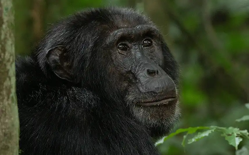 5 Days Uganda Primate Safari
