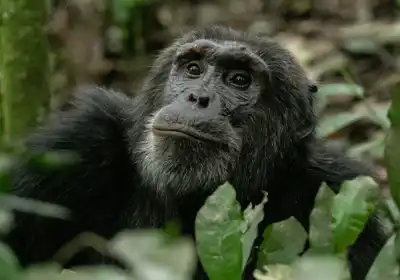 Chimpanzee Tracking