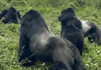 Gorilla Trekking