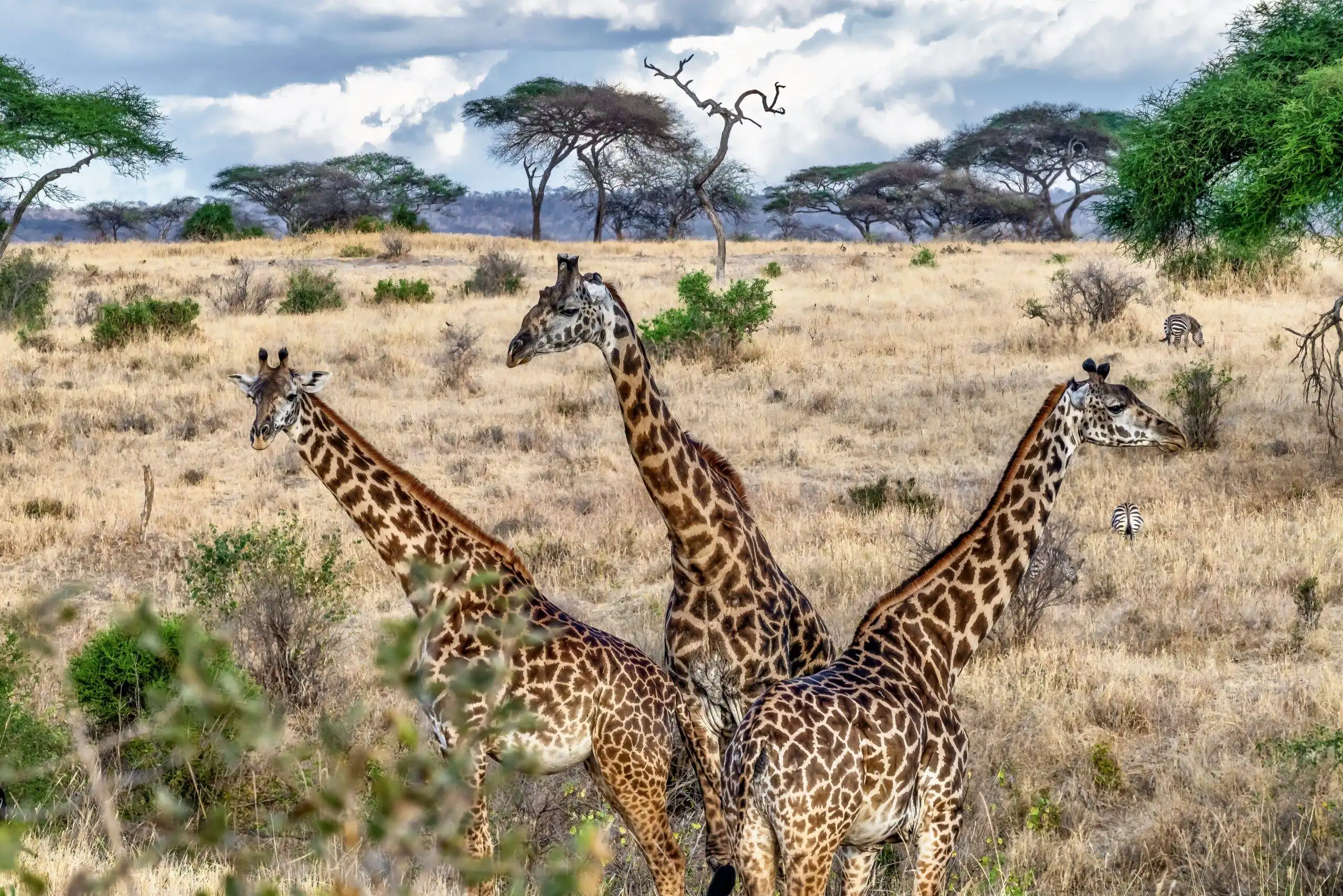Three giraffes photographed during a wildlife photography safari in Africa, standing in open savanna with trees and blue sky