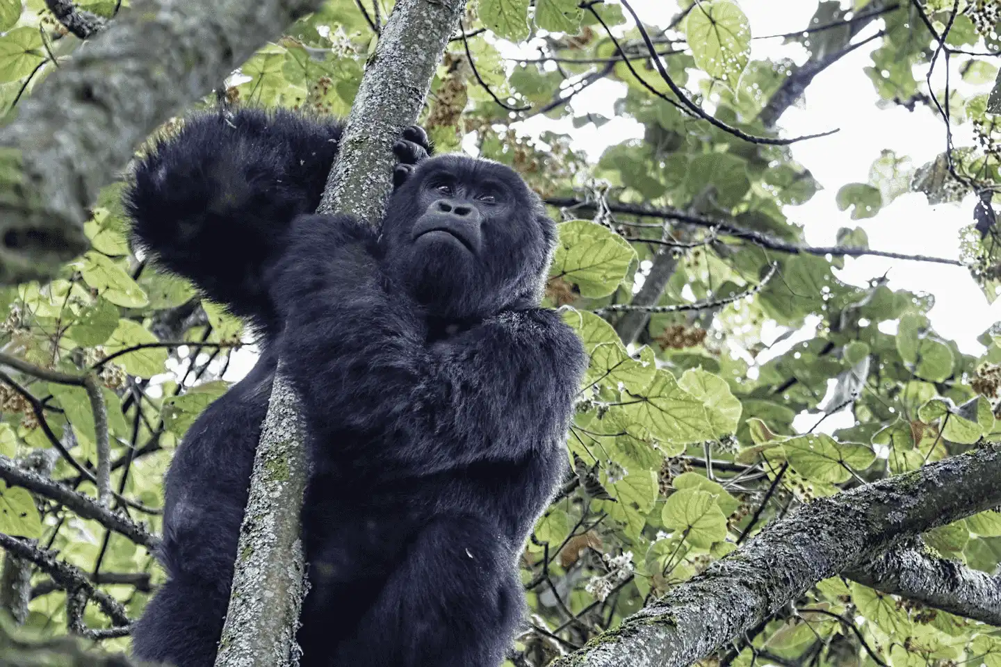 Mountain gorilla in a tree during a trekking safari in Bwindi Forest, usage