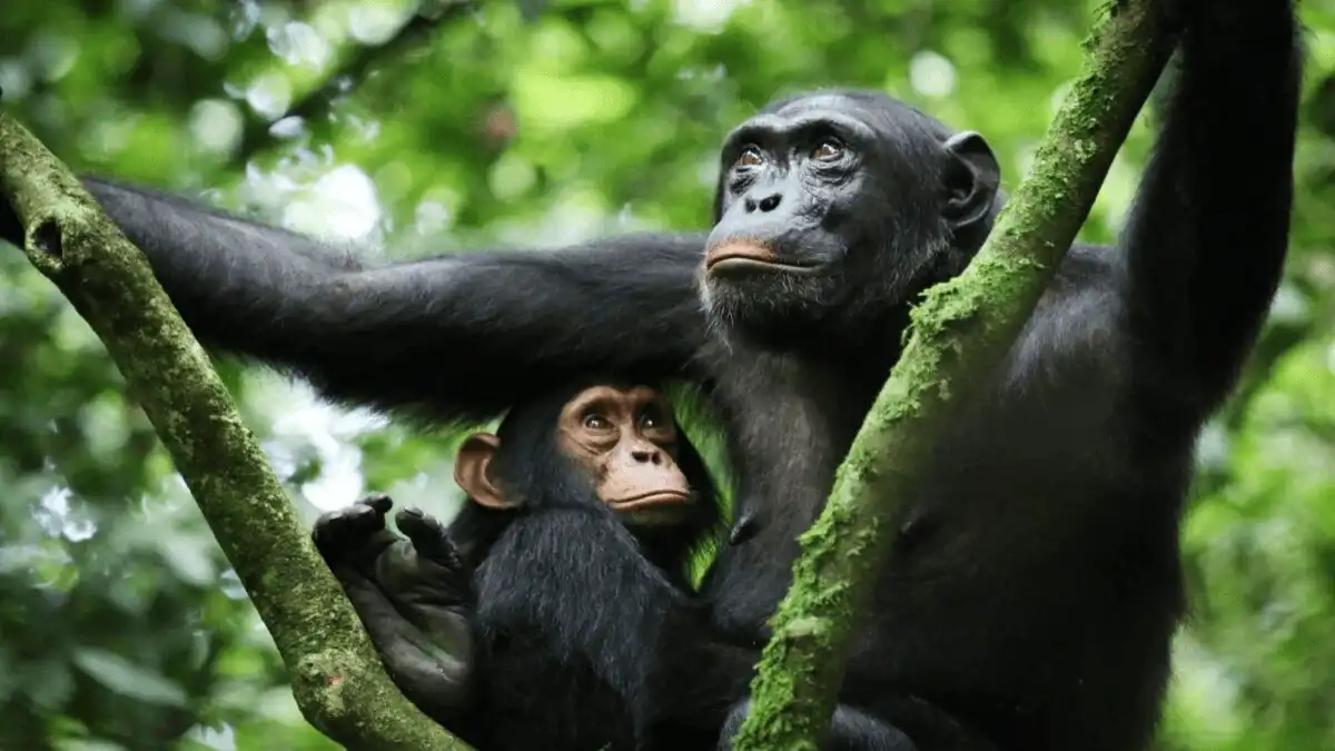 Chimpanzee tracking experience in Kibale Forest National Park, Uganda